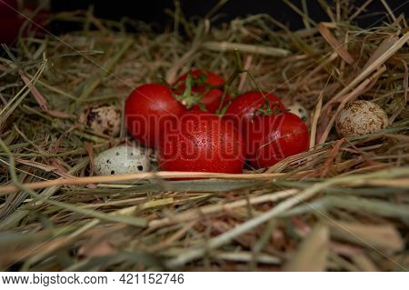 Fresh Red Tomatoes And Quail Eggs Lie On The Hay