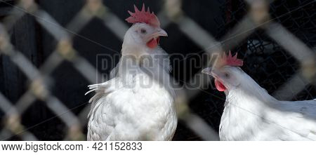 Broiler Chickens Sit Behind Bars, Poultry, Farm Breeding Broiler Chickens And Chickens