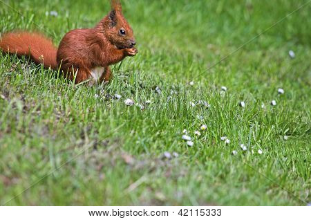 Ardilla roja en un prado verde