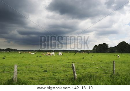 Nubes oscuras sobre el pasto