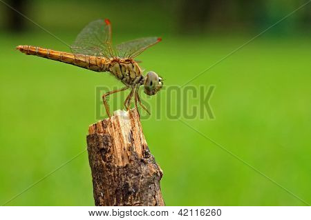 Dragon fly