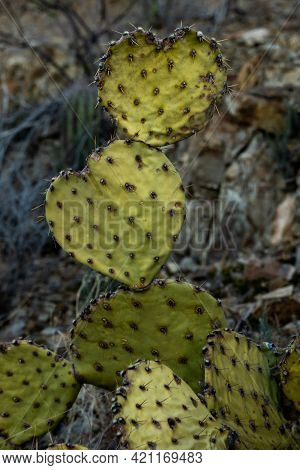 Heart Shaped Prickly Pear Cactus In Sonoran Desert Of Saguaro National Park