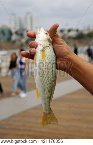 Dead Fish. A person holds a recently caught dead fish. Fishing off a pier a person catches a fish. 
