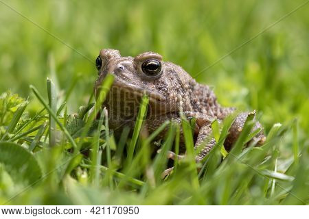 Eastern American Toad (anaxyrus Americanus Americanus) In The Meadow