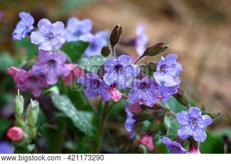 In A Garden Has Expanded And Blossoms Small Flowers Pulmonaria Saccharata.in Total In Water Drops Af