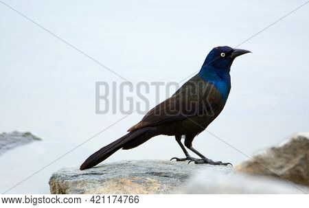 Male Common Grackle Bird Or Quiscalus Quiscula Standing On Rock By Lake Shore On Overcast Day