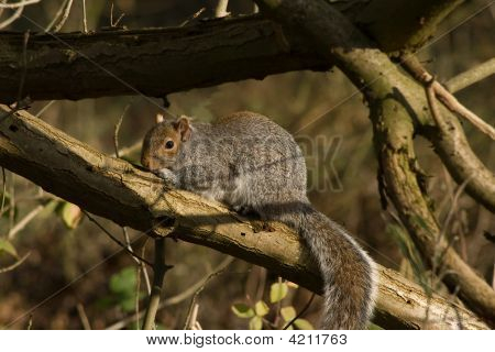 Squirel