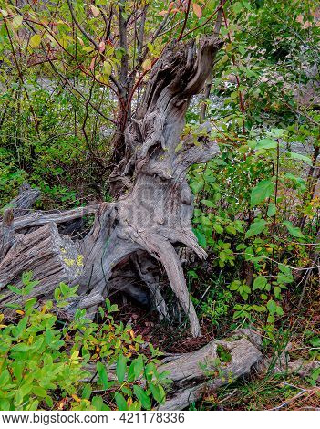 Weird Log Formation - A Creekside Log Scene At The Whychus Creek Campground - South Of Sisters, Or