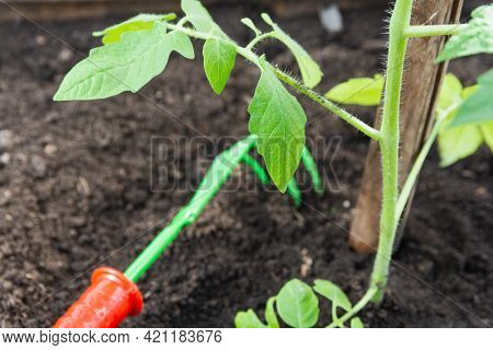 Omato Seedlings Were Transplanted Into The Ground In The Spring. Transplanted Tomato Seedlings Into 