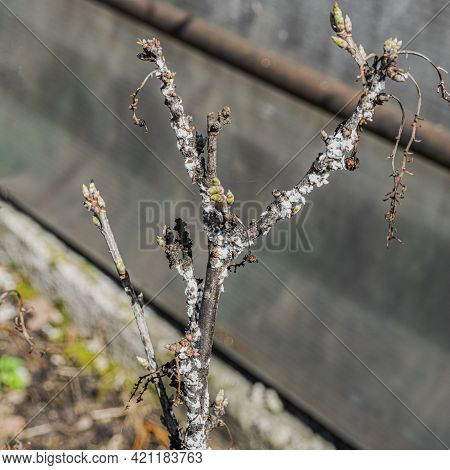 Fungus-covered Currant Branch. Red Currant Disease. Dry Branch Of Black Currant. Plant Pests.