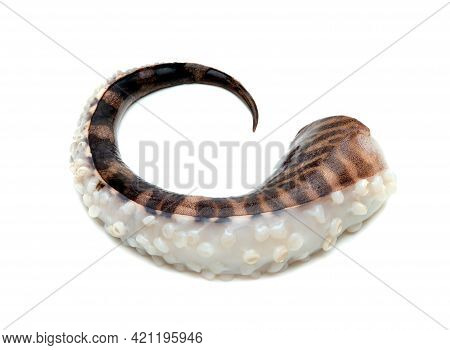 Tentacles Of Squid Isolated On White Background