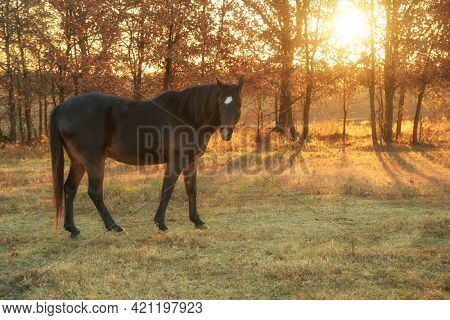 Dark bay Arabian horse in pasture on a late fall morning, with light of rising sun filtering through trees behind him