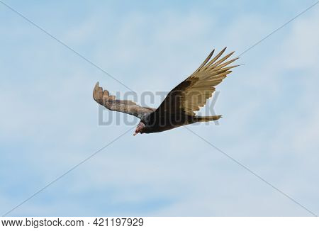 Turkey Vulture soaring, looking down to the ground, searching for food