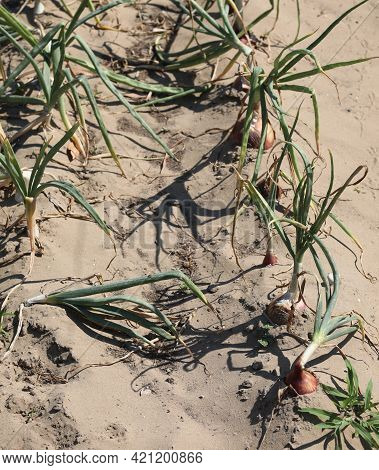 Garden With Cultivation Of Onions On The Fertile Sandy Soil In Summer
