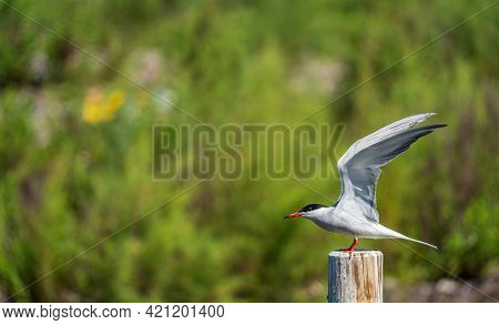 Bird With Extended Wings Over The Stick