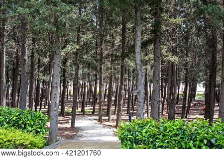 Halkali,istanbul,turkey- May 20,2021.spring View From Halkali Public Park With Its Nature,green Area