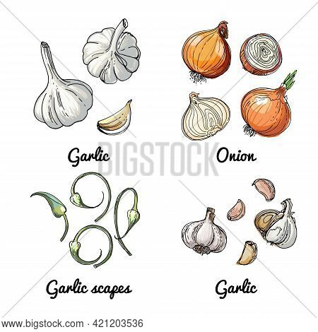 Vector Food Icons Of Vegetables And Spices, Herbs. Colored Sketch Of Food Products. Onion, Garlic