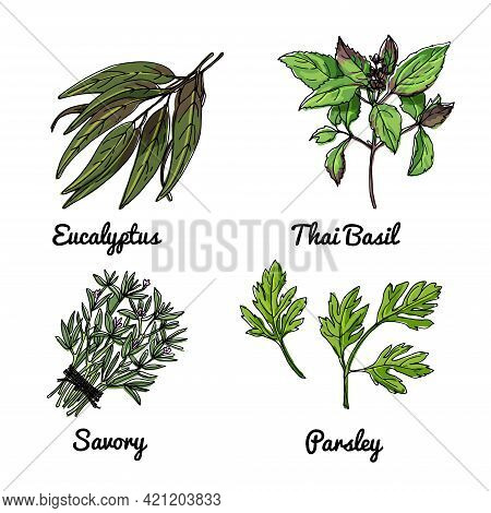 Vector Food Icons Of Herbs And Spices. Colored Sketch Of Food Products. Eucalyptus, Thai Basil, Savo