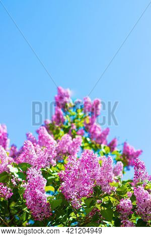 Lilac Branches On A Background Of Blue Sky. Flowering Bush. Blue Sky. Pink Lilac. Summer. Copy Spase