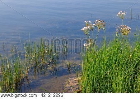 Flowering Rush Or Grass Rush (butomus Umbellatus) On A River Shore
