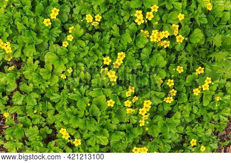 Summer Background. Small Yellow Flowers Bloom In The Forest. Natural Background.