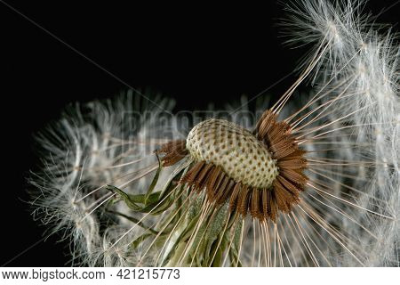 Macro Shot of Dandelion Seeds Being Blown