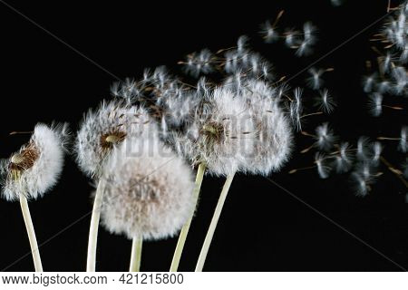 Macro Shot of Dandelion Seeds Being Blown