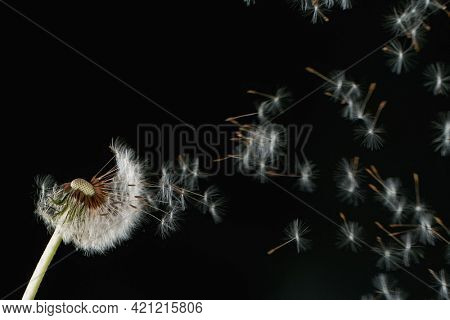 Macro Shot of Dandelion Seeds Being Blown