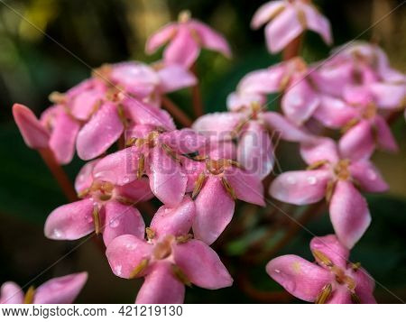 Ixora Coccinea Is A Species Of Flowering Plant In The Rubiaceae Family 3