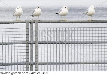 Row Of Seagulls On Rail At Seaside In Greenock