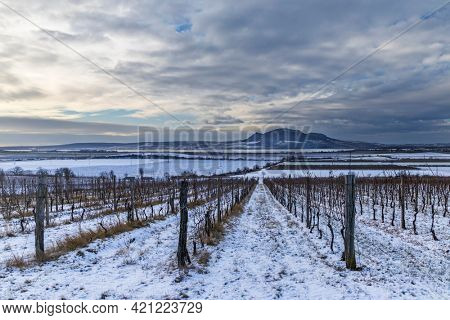 Winter vineyards under Palava near Sonberk, South Moravia, Czech Republic