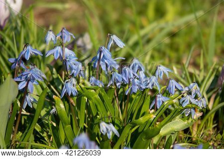 Muscari Flower.muscari Armeniacum.grape Hyacinths .muscari Flowers In Warm Sunshine On A Blurred Gra