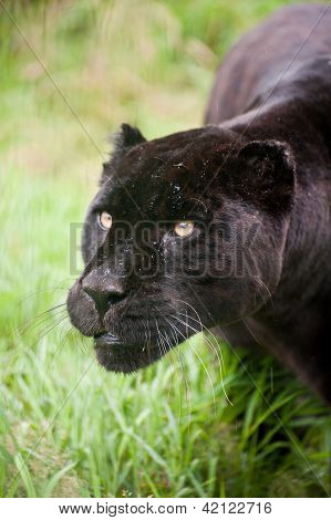 Black Jaguar Panthera Onca Prowling Thorugh Long Grass
