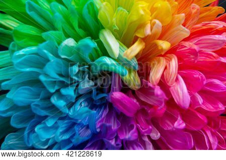 Colorful Chrysanthemum Flower Macro Shot On Black. Chrysanthemum Rainbow Flower Background.