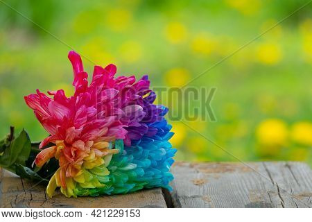 Colorful Chrysanthemum Flower Macro Shot On Black. Chrysanthemum Rainbow Flower Background.