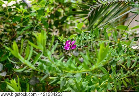 Polygala Myrtifolia. Beautiful Pale Pink Flower. Botanical Garden