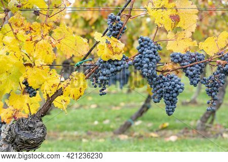 Blue grapes Cabernet Moravia in autumn vineyard, Southern Moravia, Czech Republic