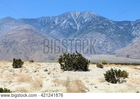 Creosote Bush On Windswept Sand Dunes On Arid Badlands With Mt San Jacinto Beyond Taken At The Rural