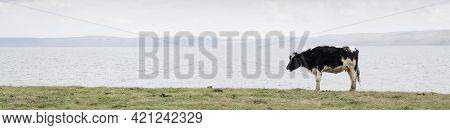 Lone Cow On Horizon On Scottish Island