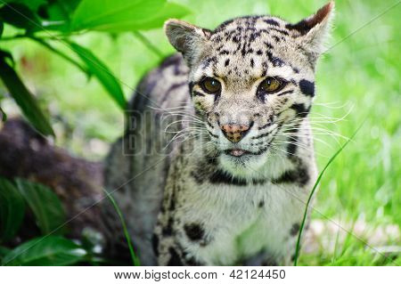 Clouded Leopard Neofelis Nebulova Big Cat Portrait