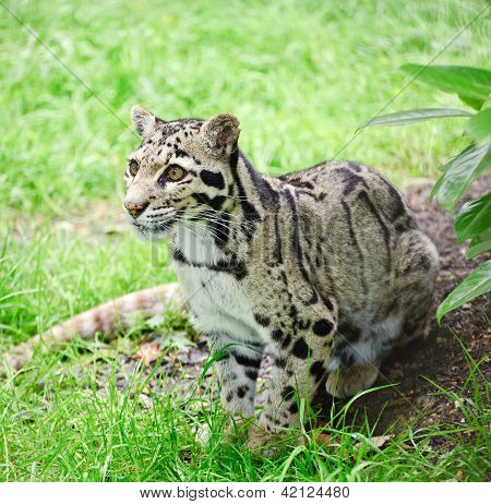 Clouded Leopard Neofelis Nebulova Big Cat Portrait