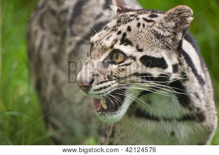 Clouded Leopard Neofelis Nebulova Big Cat Portrait