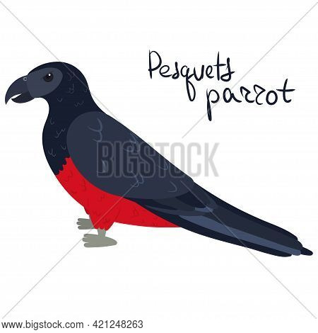 Pesquets Parrot, Also Known As The Dracula Or Vulturine Parrot In Cartoon Style On White Background.