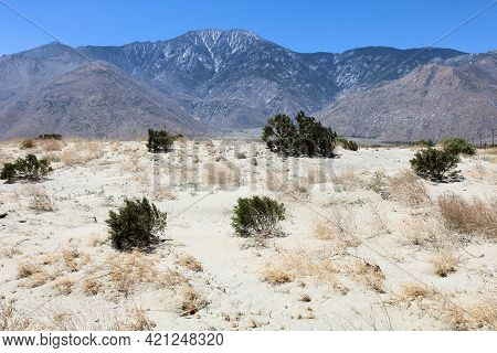 Creosote Bush On Sand Dunes With Mt San Jacinto Beyond Taken At The Arid Colorado Desert In Palm Spr