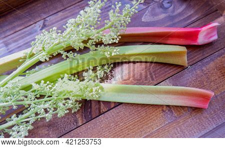 Fresh Pieplant. Red And Green Stems, White Flowers.