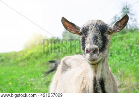 Portrait Of A Brown Goat. A Goat Grazes On A Pasture In A Meadow. The Goat Looks Directly At The Cam