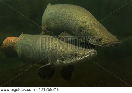 Arapaima Giga, Pirarucu ( Giant Arapaima)  In Aquarium.