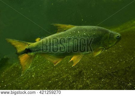 Salminus Brasiliensis (dourado, Dorado, Golden Dorado, River Tiger, Jaw Characin).