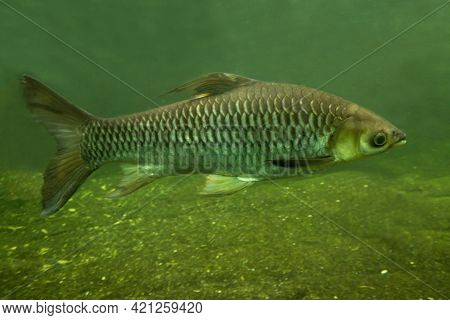 The Hoven's Carp (leptobarbus Hoevenii)  In Aquarium.
