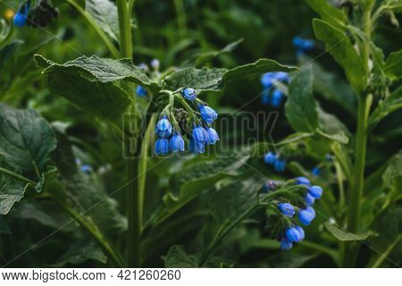 Blue Comfrey Flowers - ,quaker Comfrey, Boneset, Knitbone, Slippery-root In Bloom